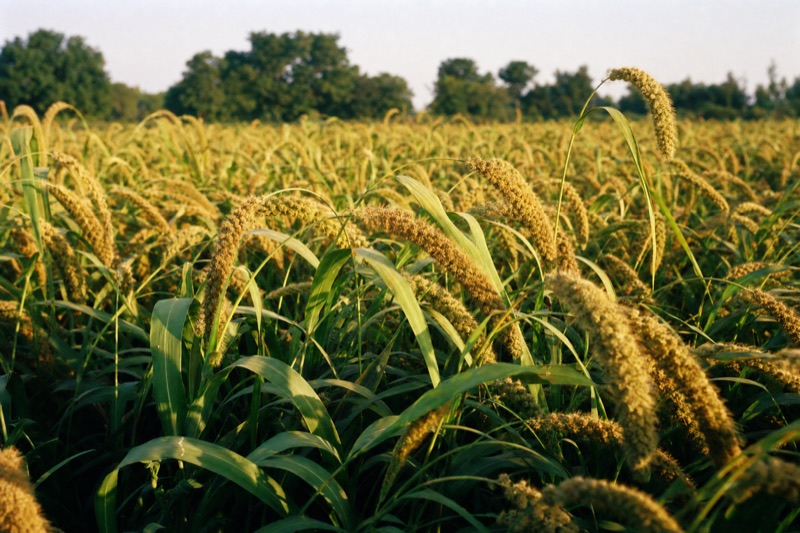 Rain-fed millet crop standing in a field at golden hour, seed heads against dry scrub and red-brown soil