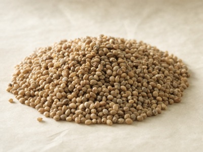A heap of dehulled browntop millet grain, pale kernels with a warm brown-grey cast